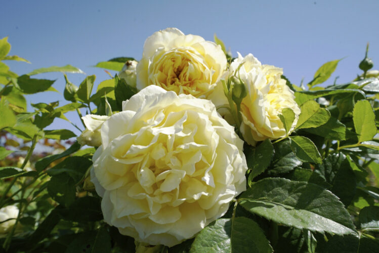 Eight new varieties of rose plants to choose from as a Mother’s Day gift